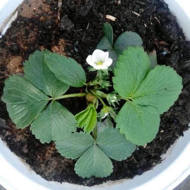 Rare Milk Strawberry Seeds ( Pack of 20) + Plant Growth Serum Free