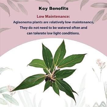 Aglaonema Black Lipstick Live Plant