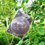 Rooting Balls Pack of 5 with Pot Mix Combo