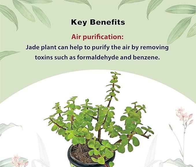 Jade Feng Shui Plant